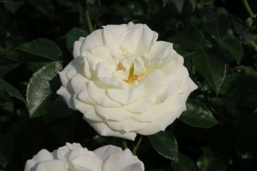 Alabaster® TIPP