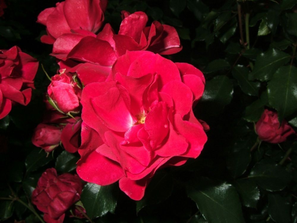 Rotilia® (ADR)