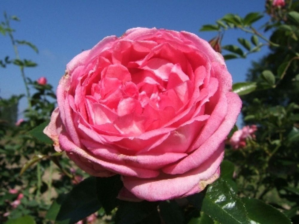 La Rose de Molinard® (ADR)