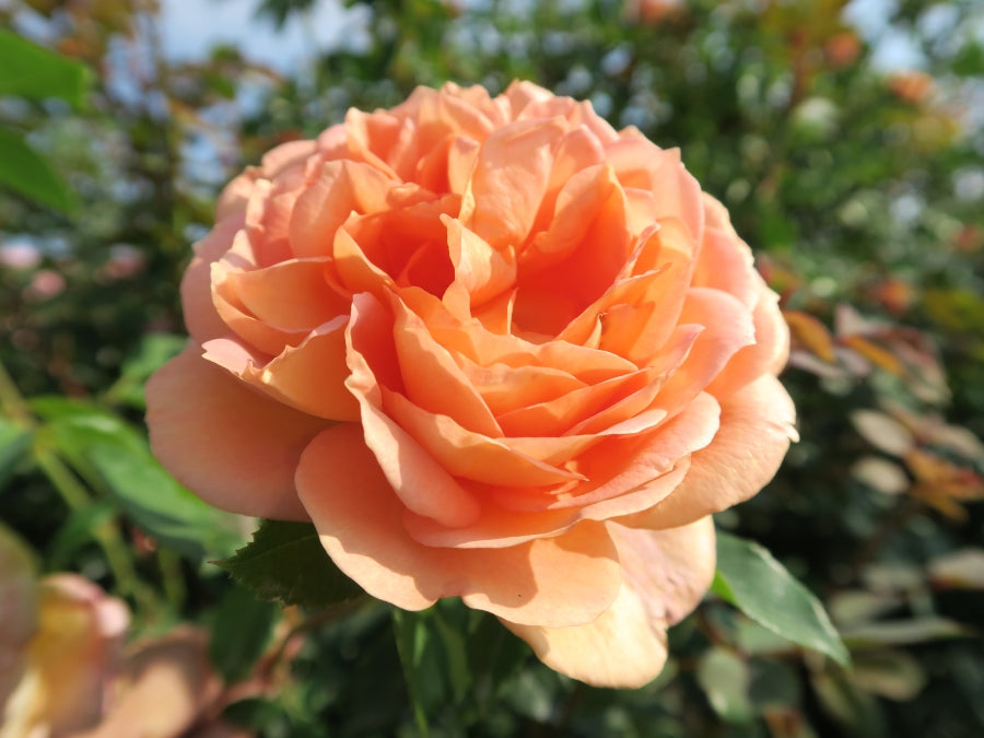 Lady of Shalott