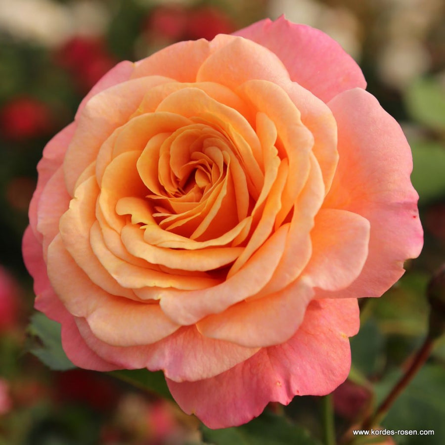 Peach Melba® ADR