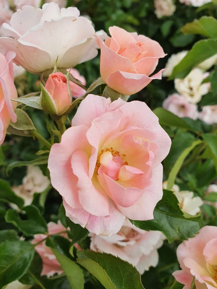 Roselina®