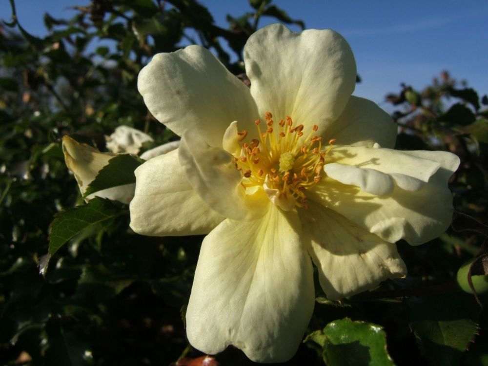 Sunny Rose®
