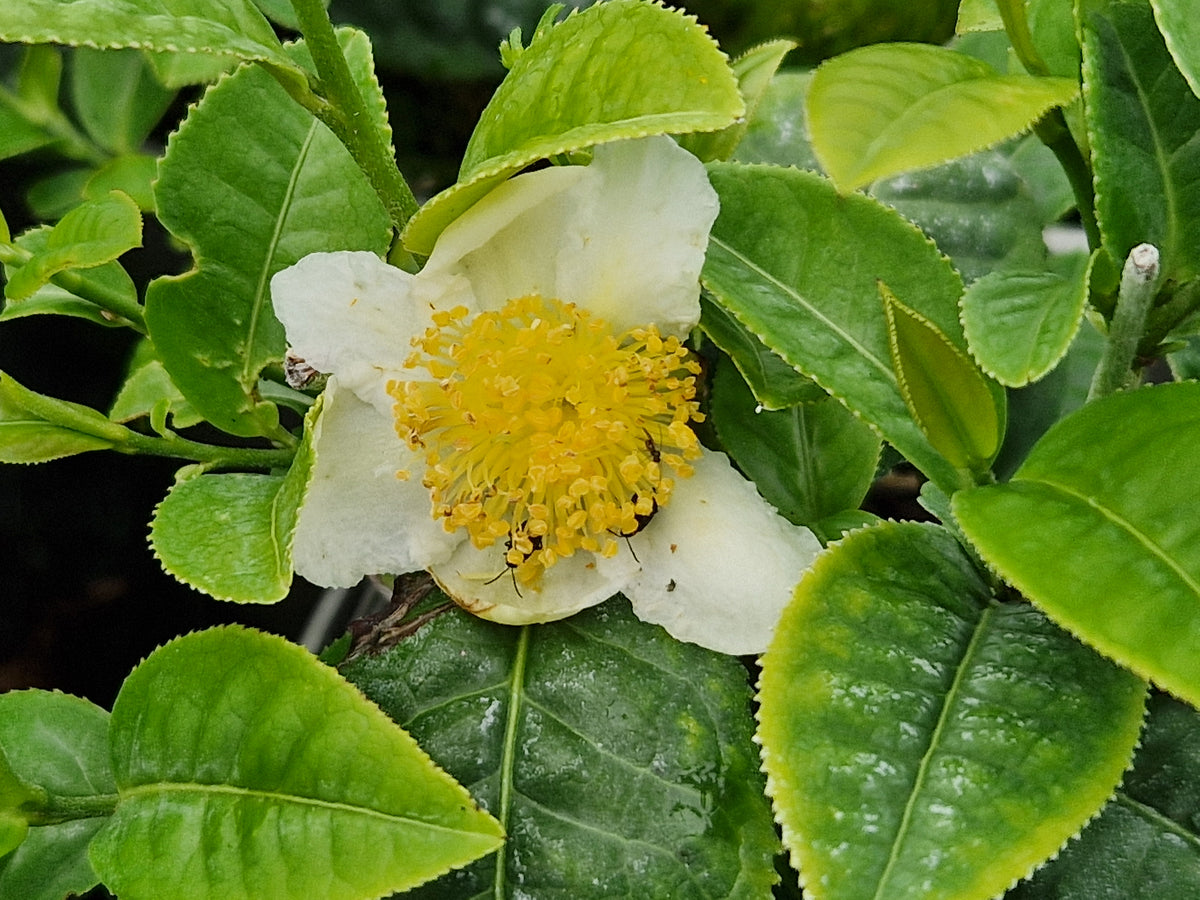 Fresh-T Bloomtea