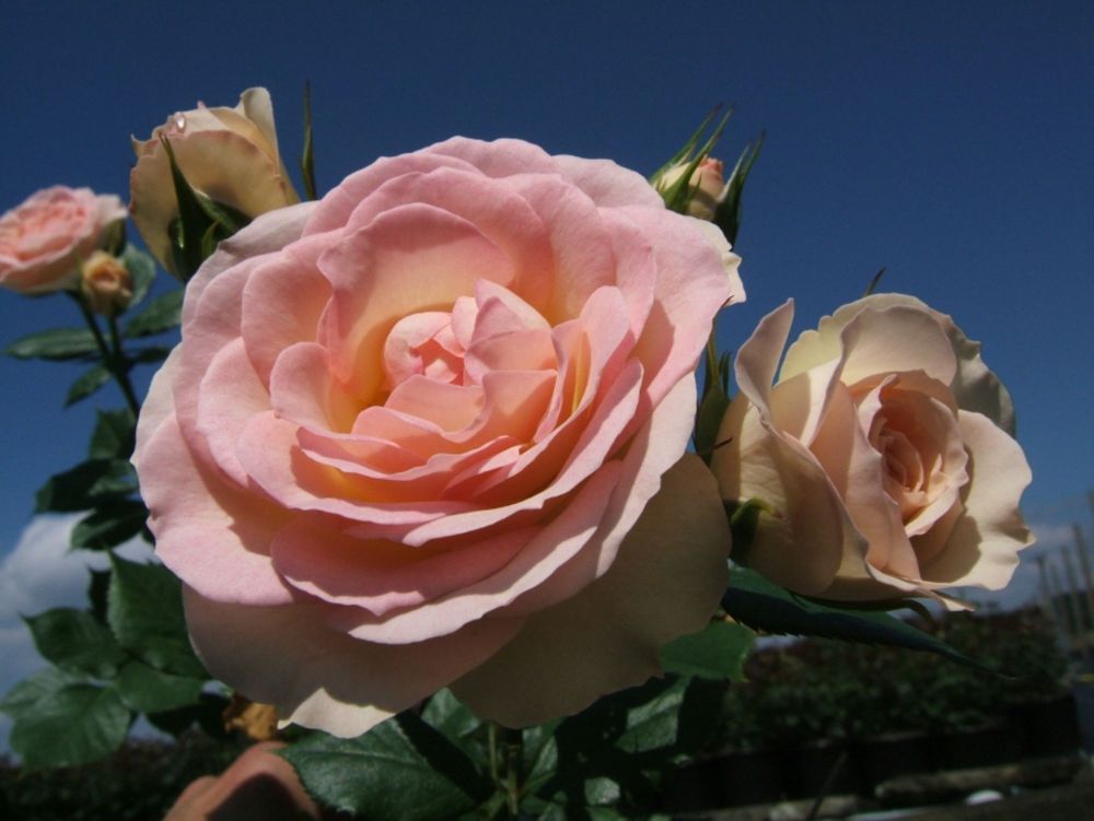 Garden of Roses®