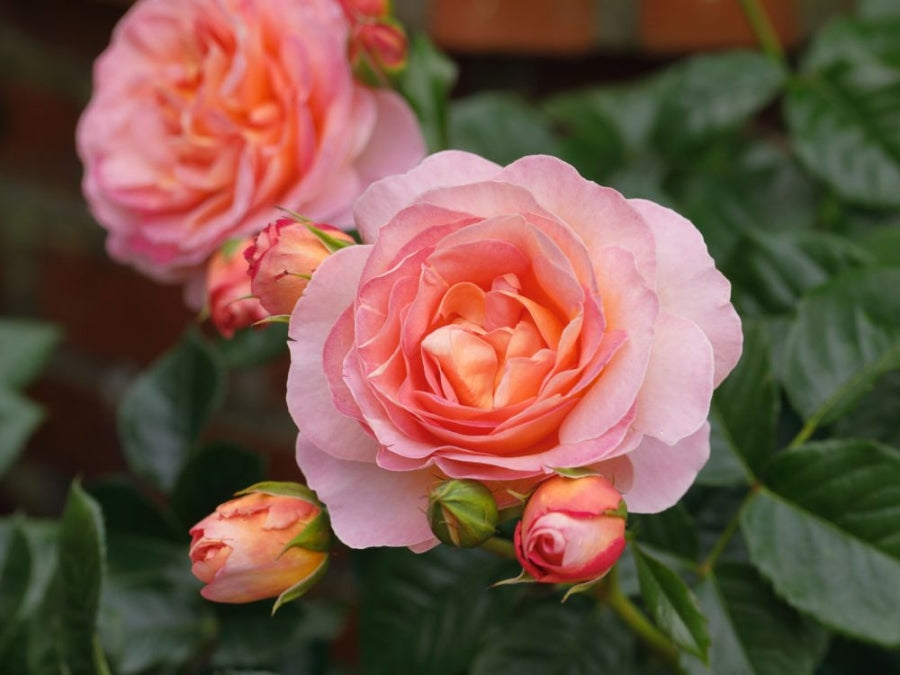 Dornburger Schlossrose®