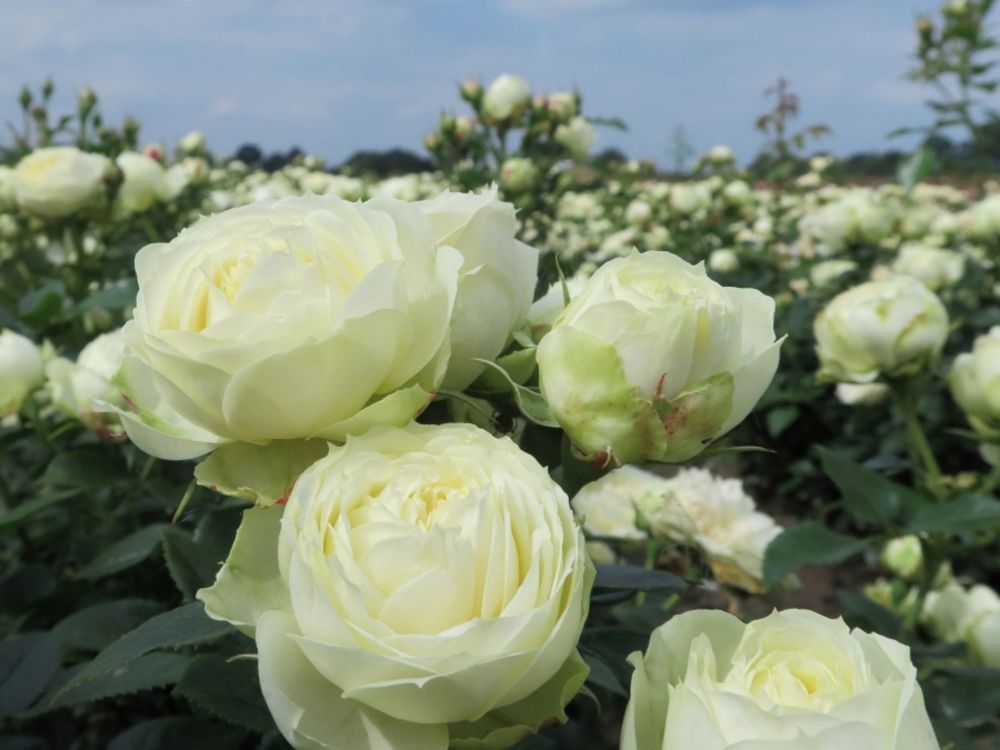 Edelrosen