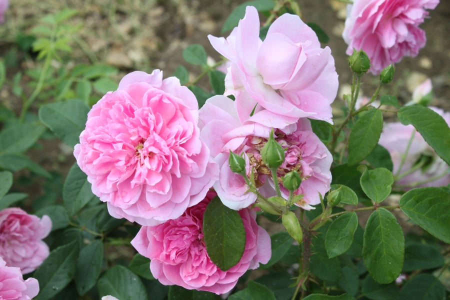 Harlow Carr