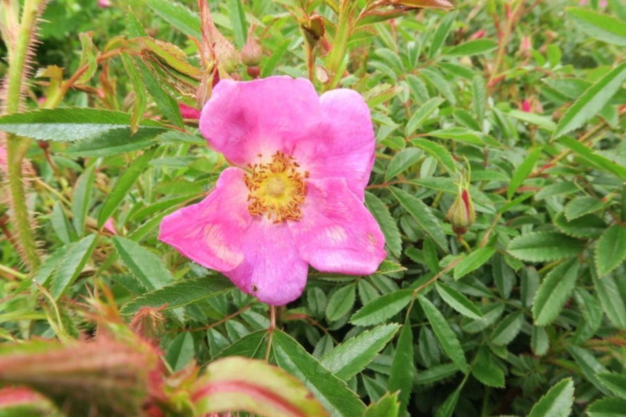 Rosa nitida