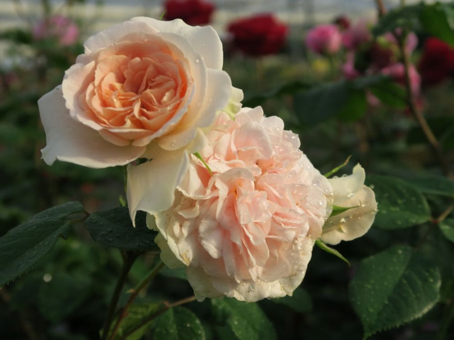 Matthias Claudius Rose