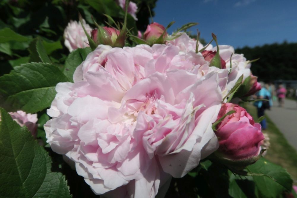Jacques Cartier