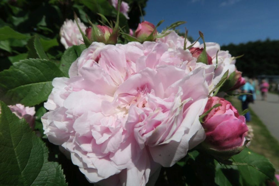 Jacques Cartier