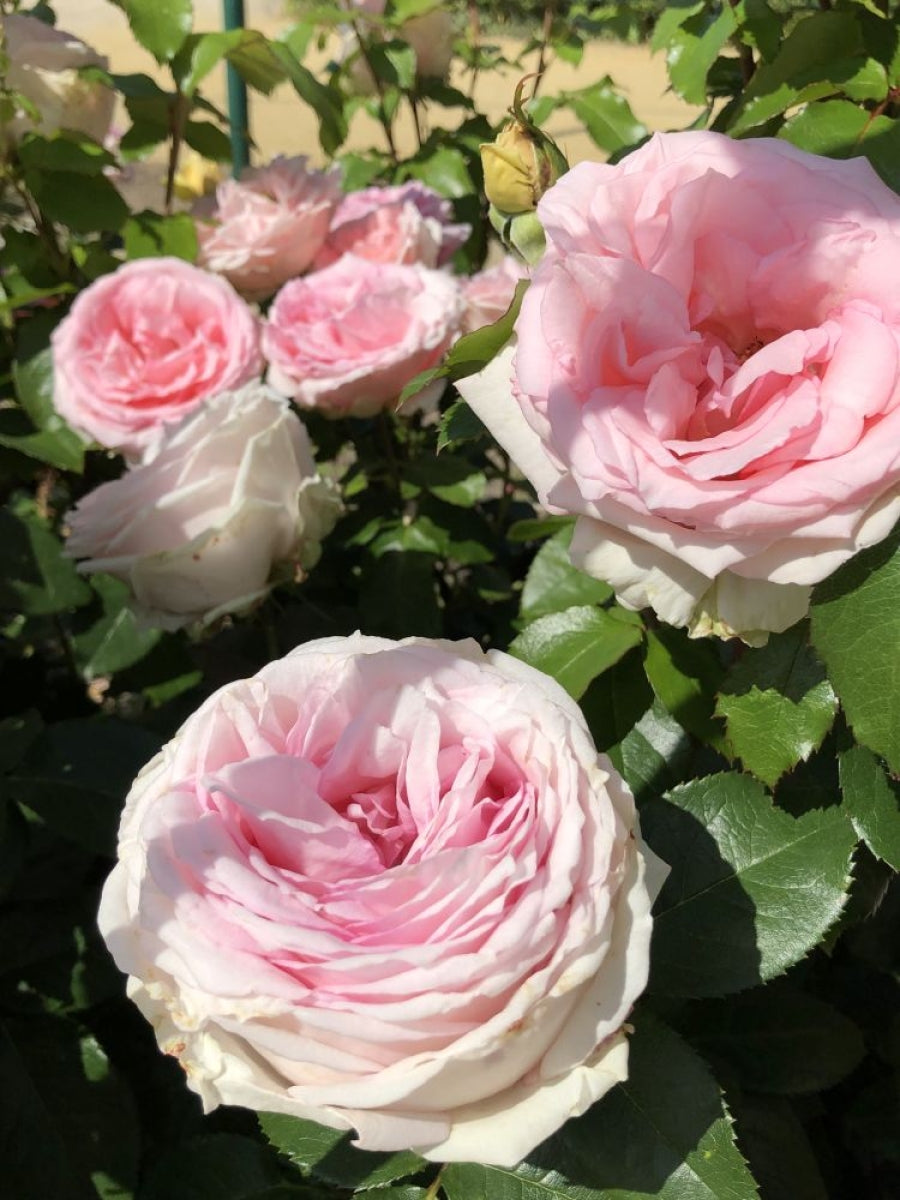 Meine Rose®
