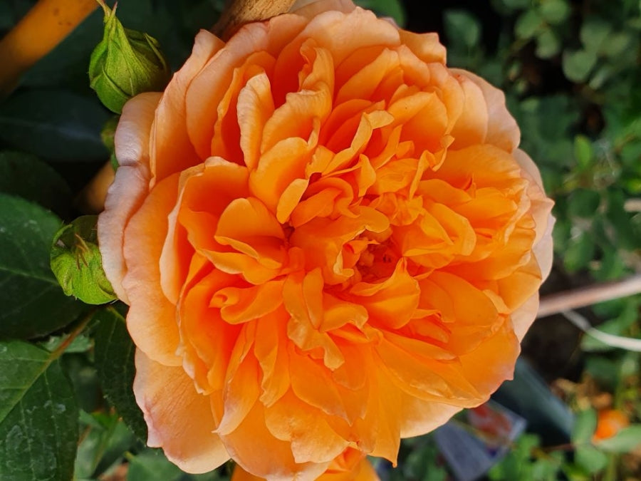 Dame Judi Dench