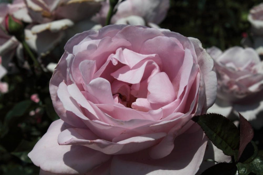 Rose Synactif by Shiseido®