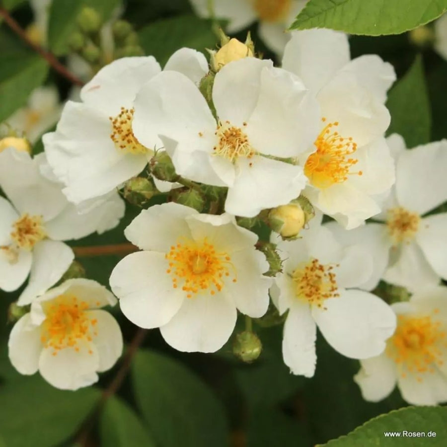 Natura Siluetta®