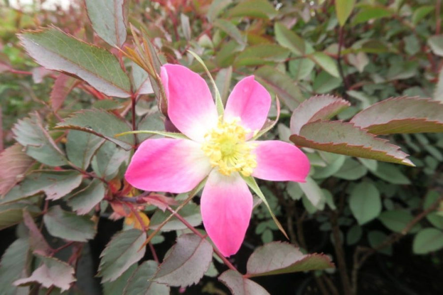 Rosa glauca