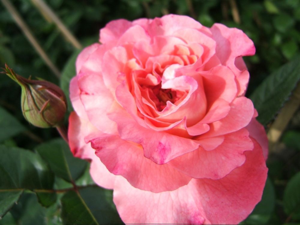 Augusta Luise®