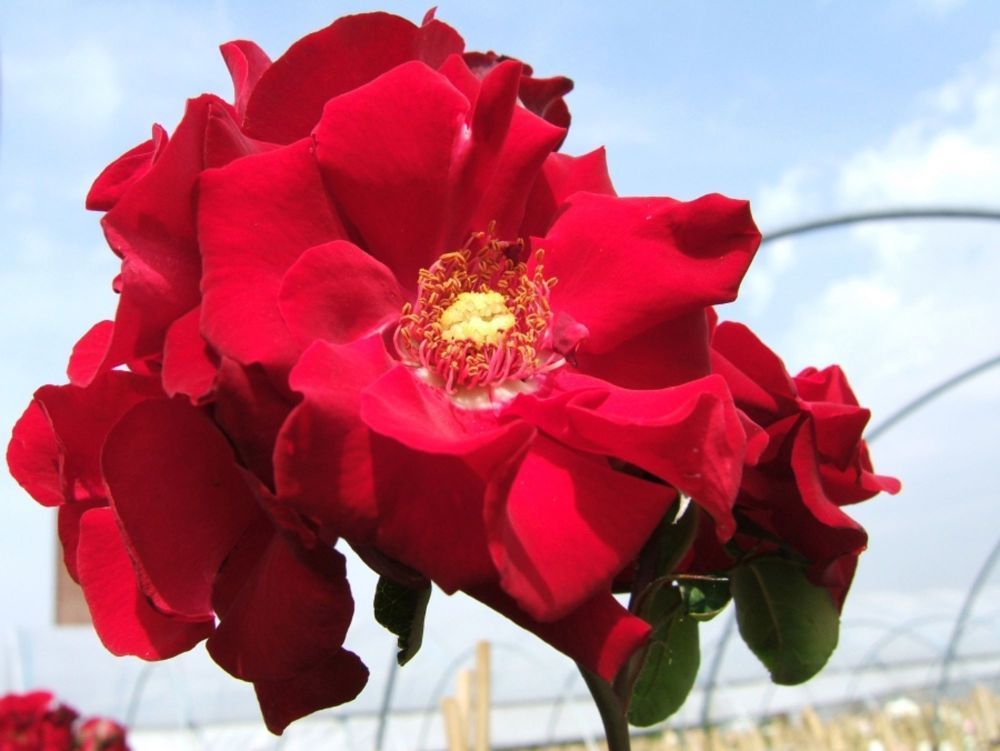 Roter Korsar®