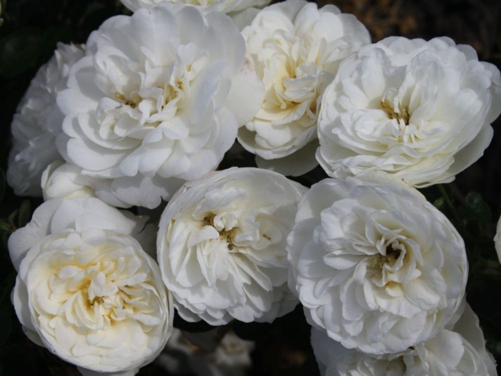 White Babyflor®
