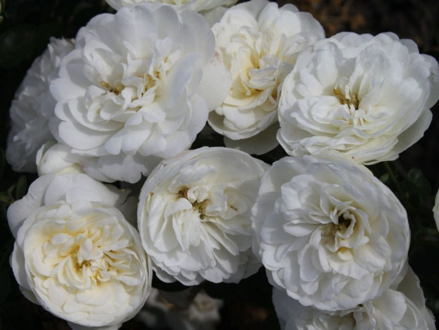 White Babyflor®