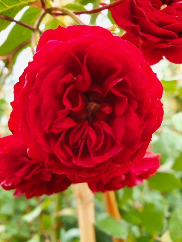 Crimson Siluetta®