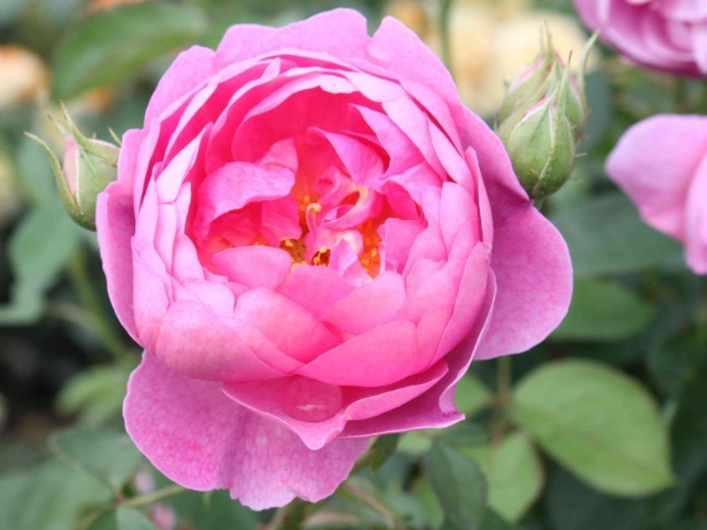 Royal Jubilee