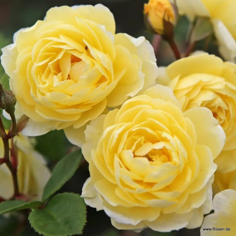 Lemon Siluetta®