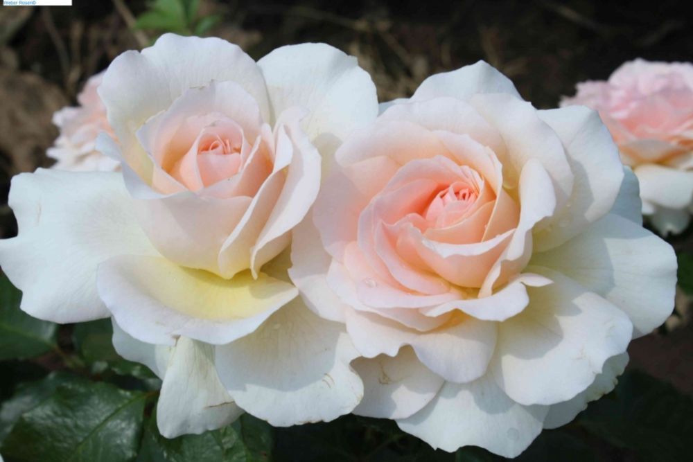 Chandos Beauty®