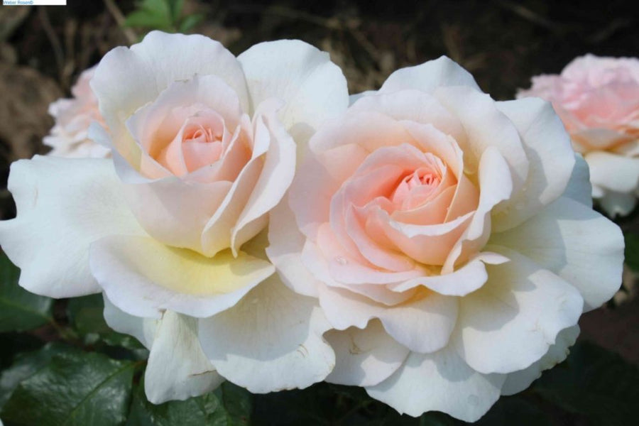 Chandos Beauty®