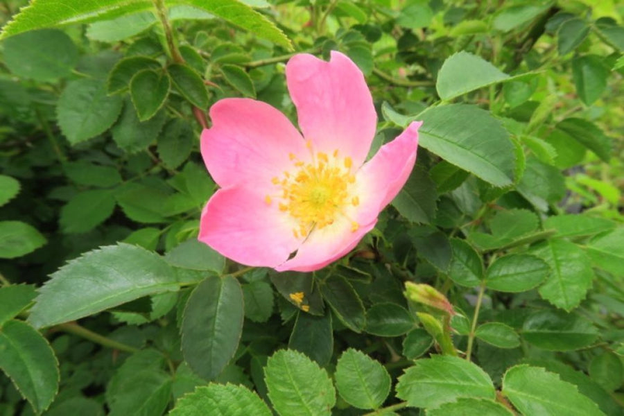 Rosa rubiginosa