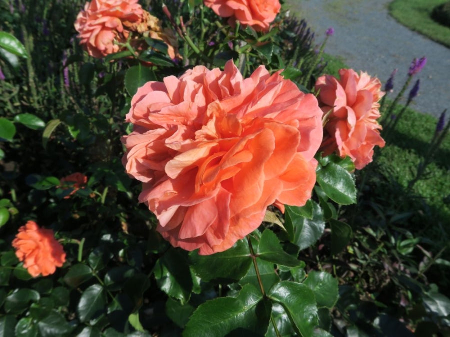 Orangerie®