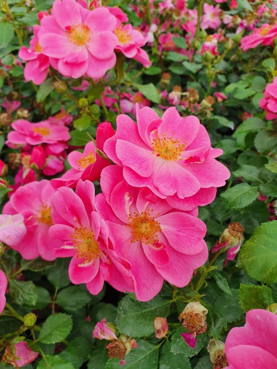 Bienenweide® rosa