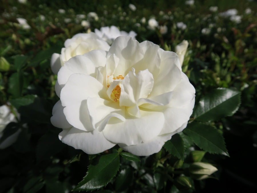 White Angel®