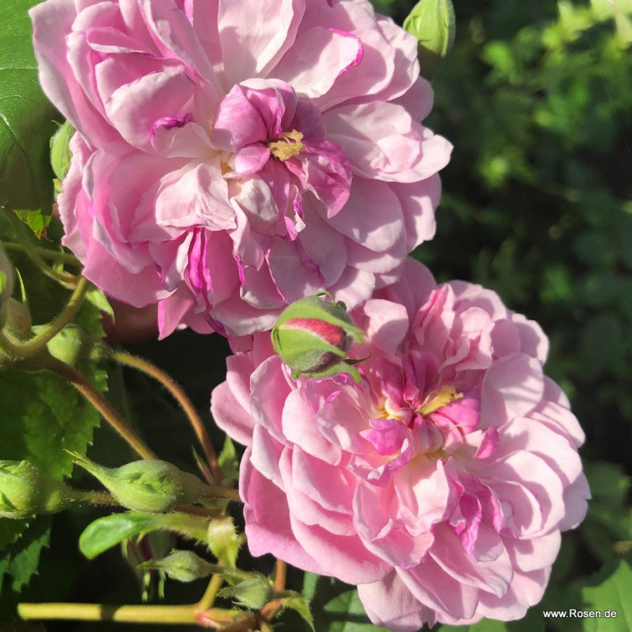 Romantic Siluetta®