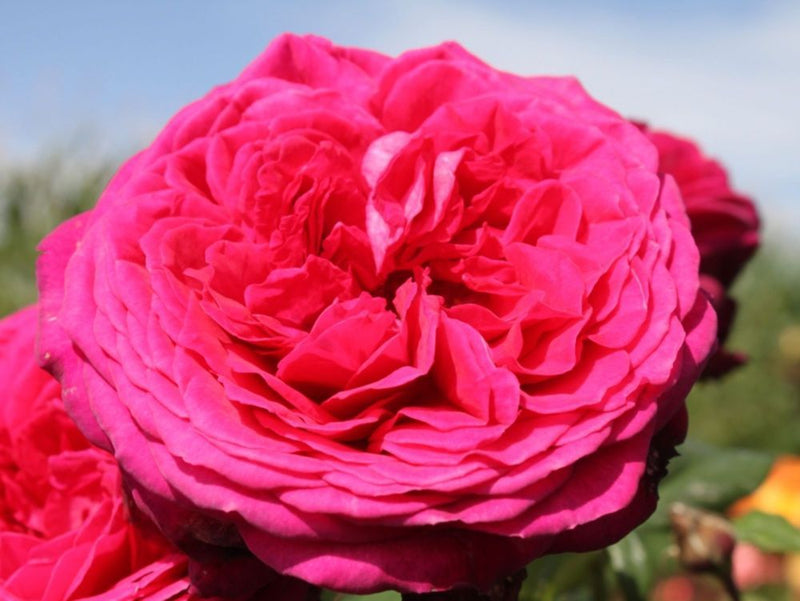 J. W. v. Goethe Rose