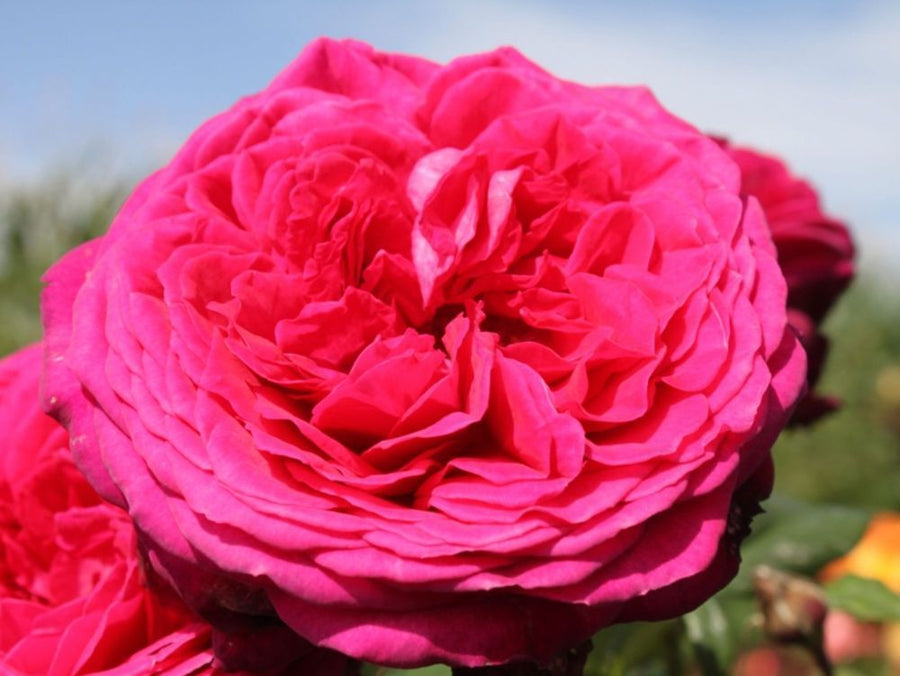 J. W. v. Goethe Rose