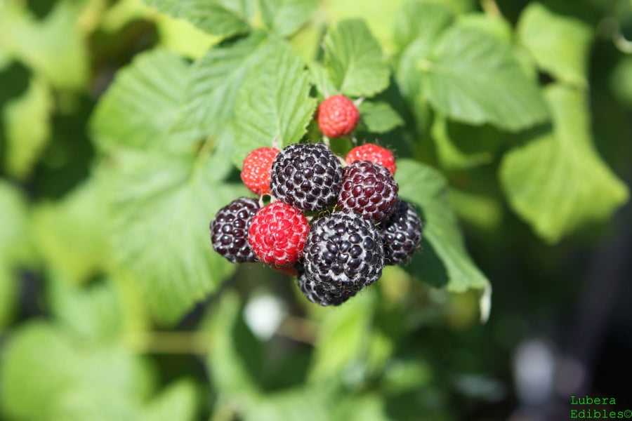 Himbeere Black Jewel