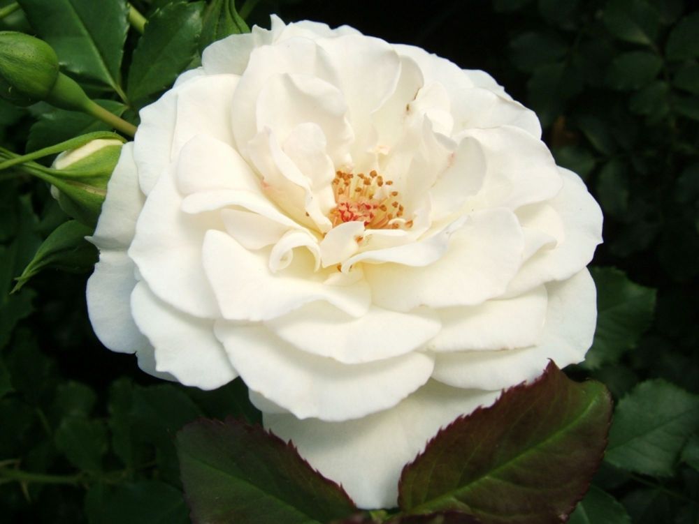 Petticoat®