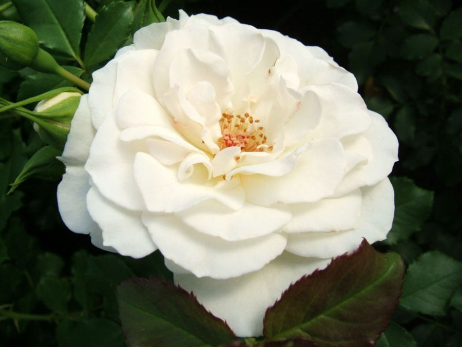 Petticoat®