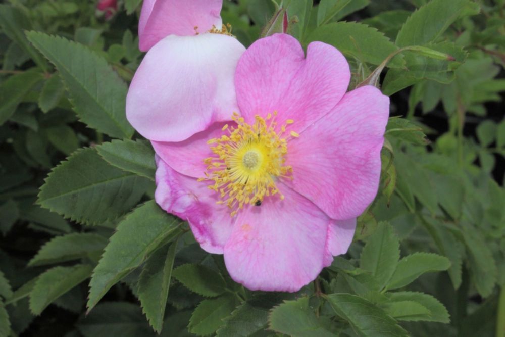 Rosa carolina