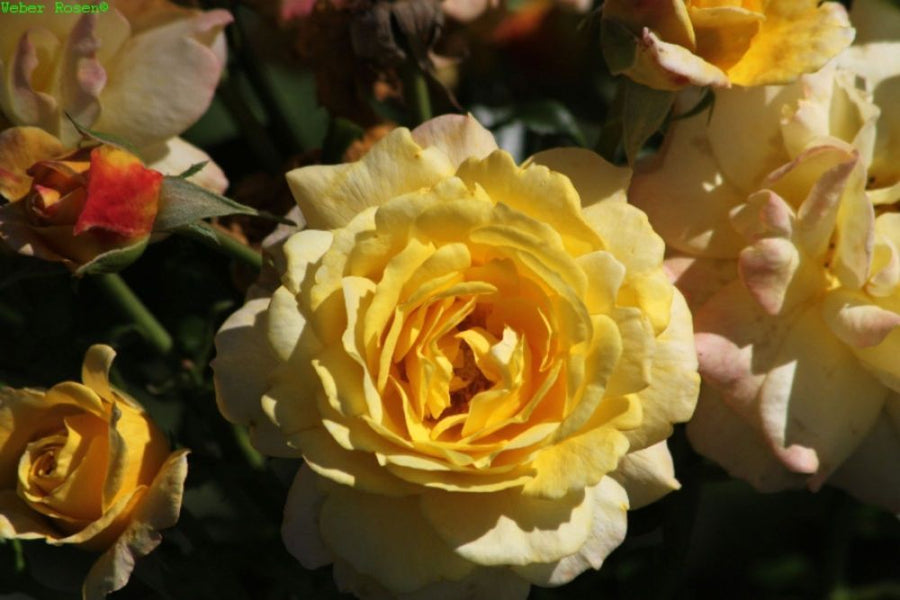 Rose der Hoffnung® TIPP