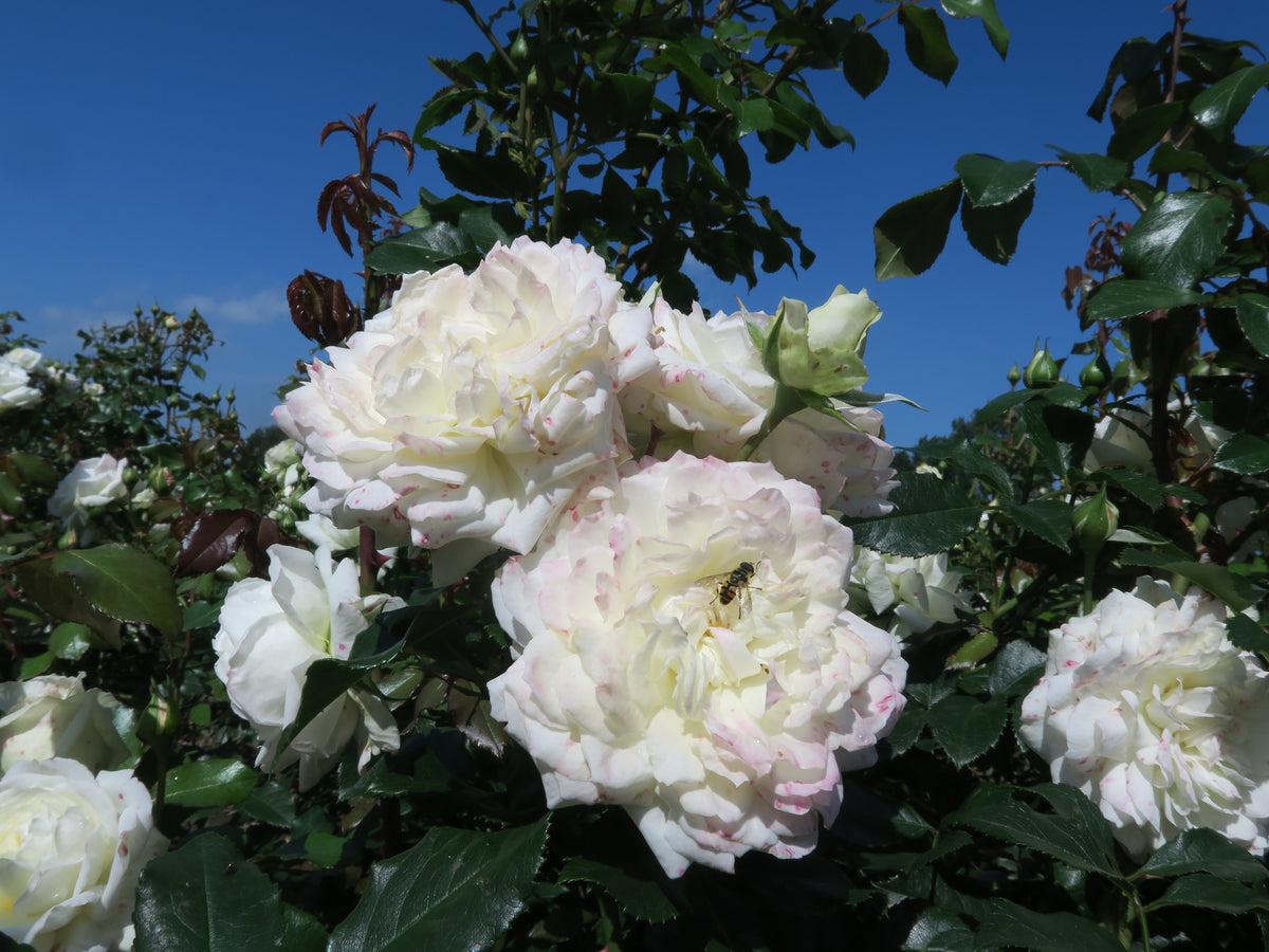 Alaska® TIPP