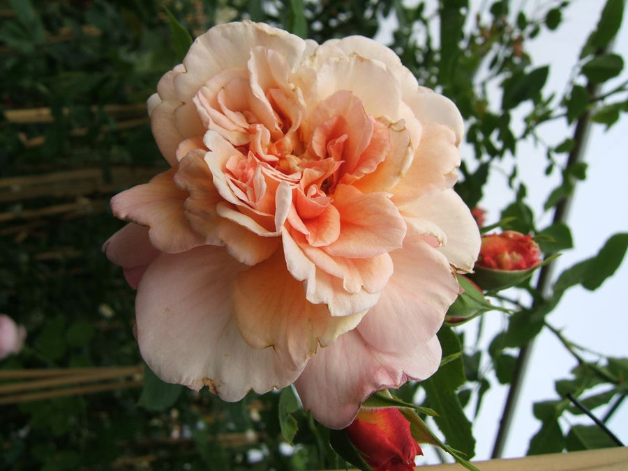 Peach Melba® ADR
