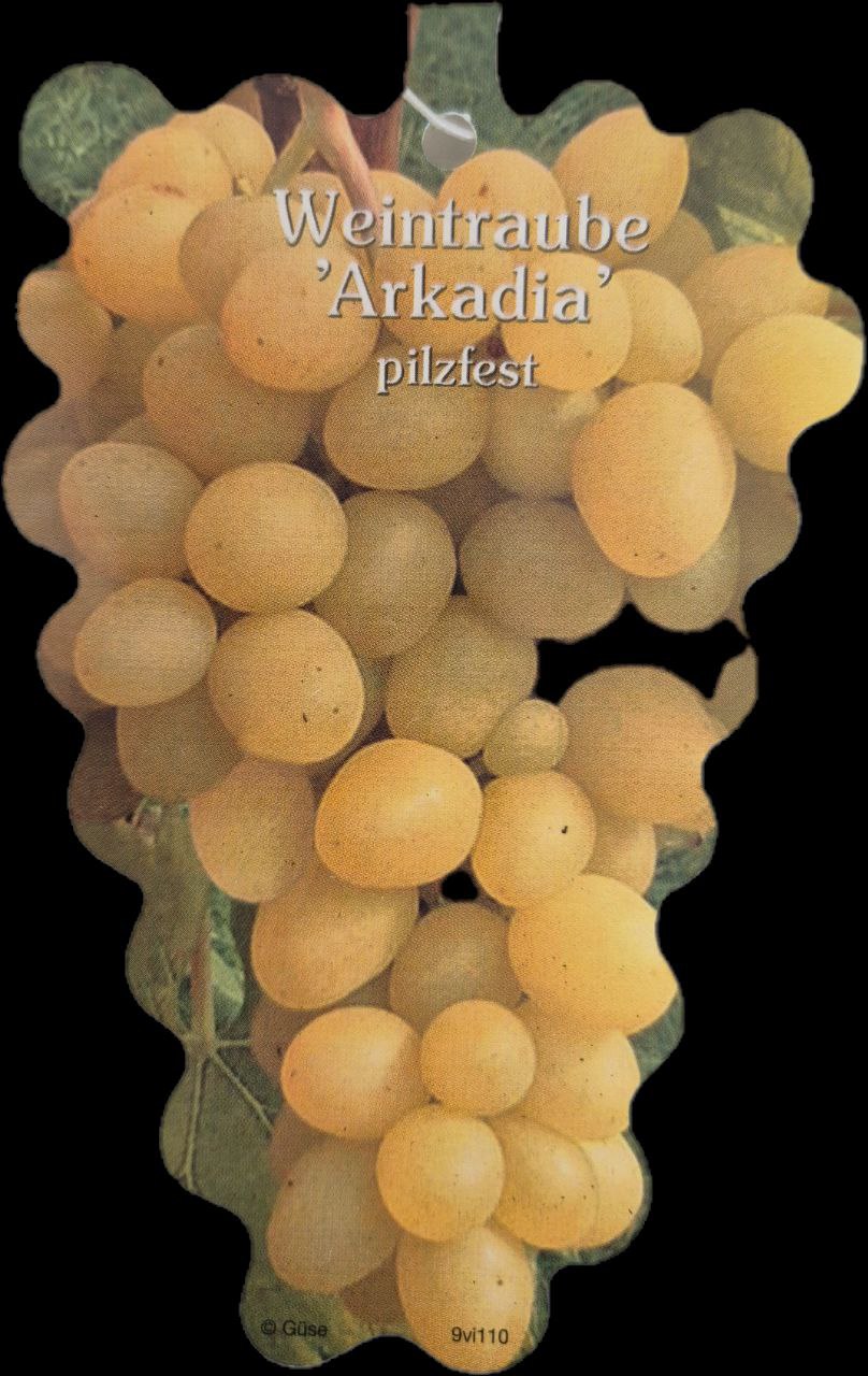 Weinrebe Arkadia