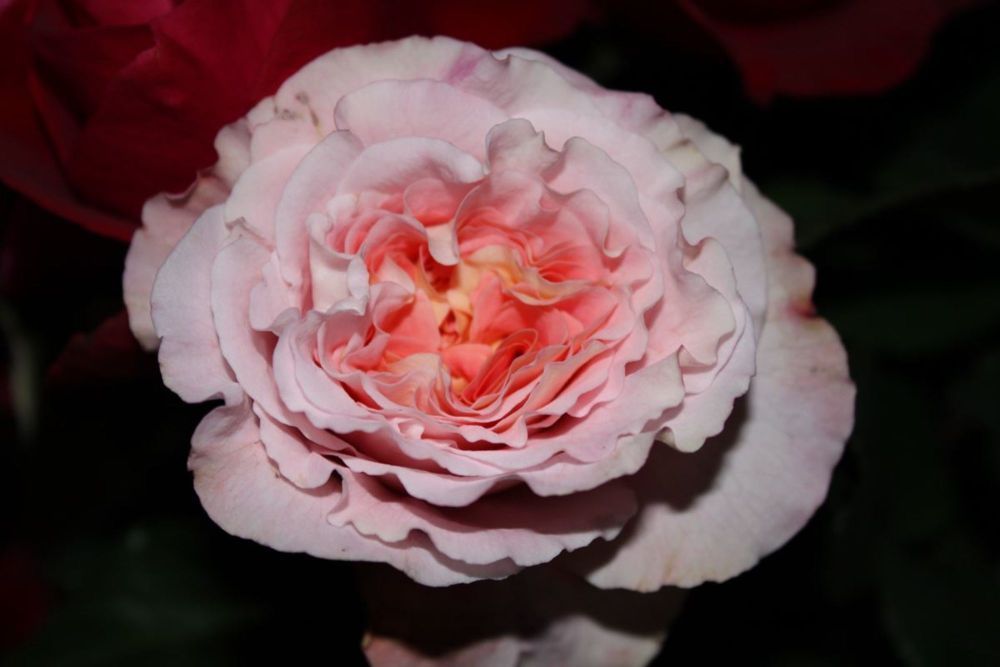 Augusta Luise®