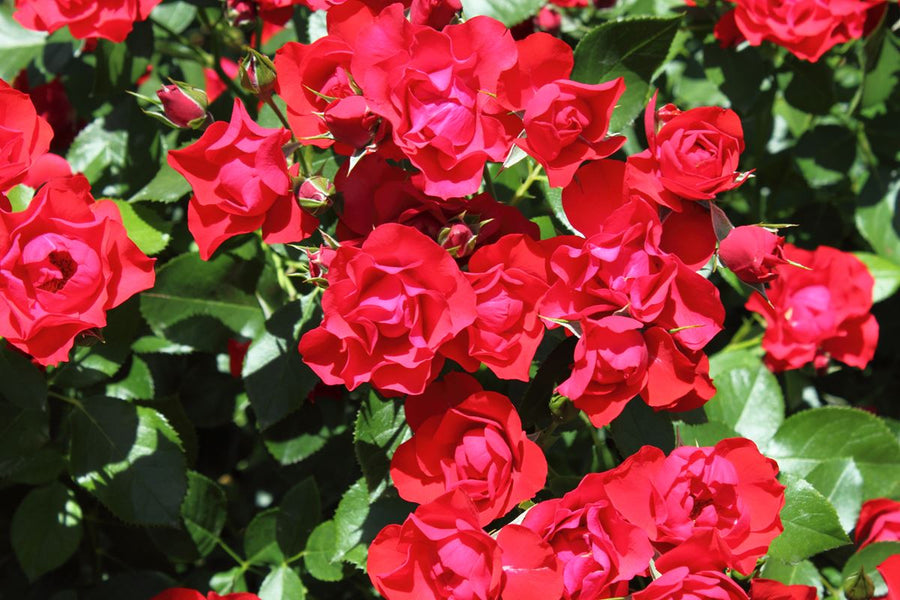 Black Forest Rose® (ADR)