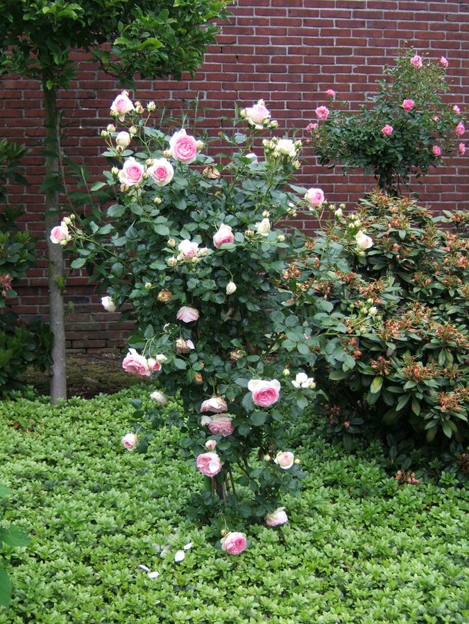 Eden Rose® 85