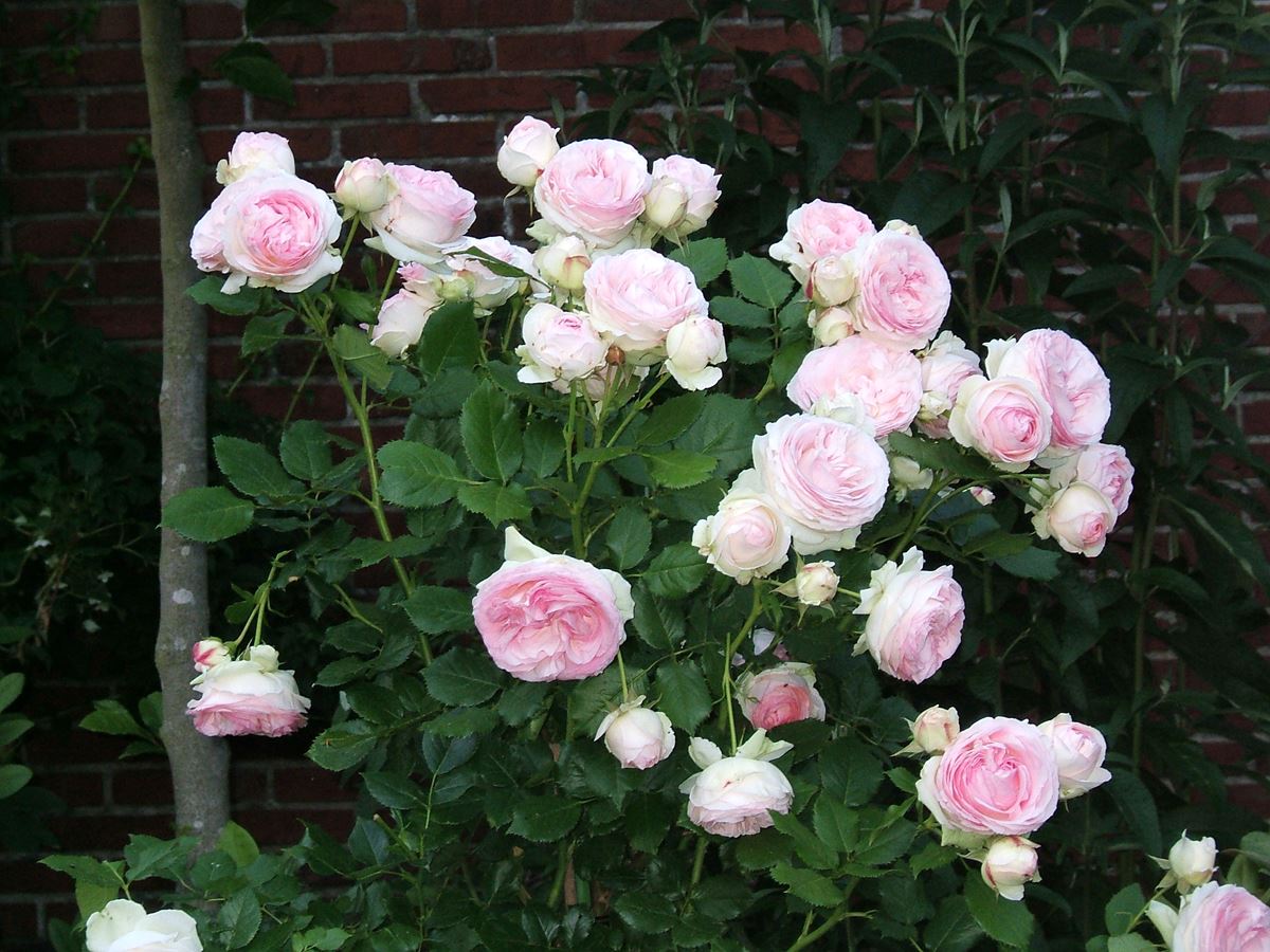 Eden Rose® 85