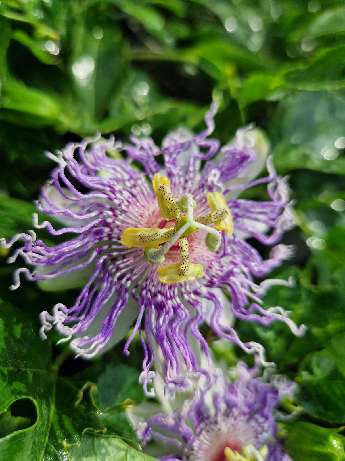 Passiflora Eia Popeia